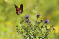 Je tuin ruilt stenen in voor wilde planten