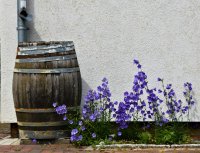 Je tuin is straks niet meer klaar voor een wolkbreuk