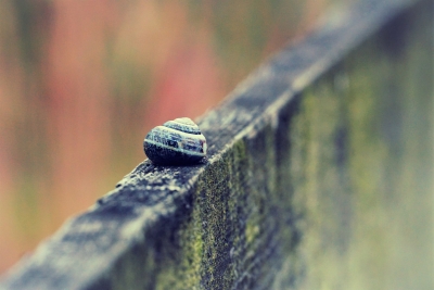 Een nieuwe schutting geeft veel privacy